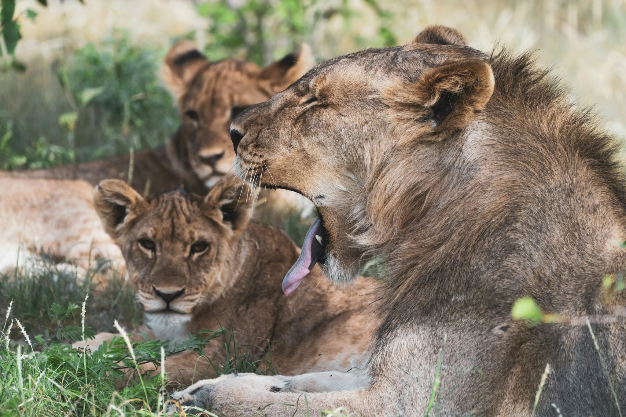 Een groep leeuwen rust in de schaduw in Etosha National Park in Namibië, terwijl een van de leeuwen gaapt