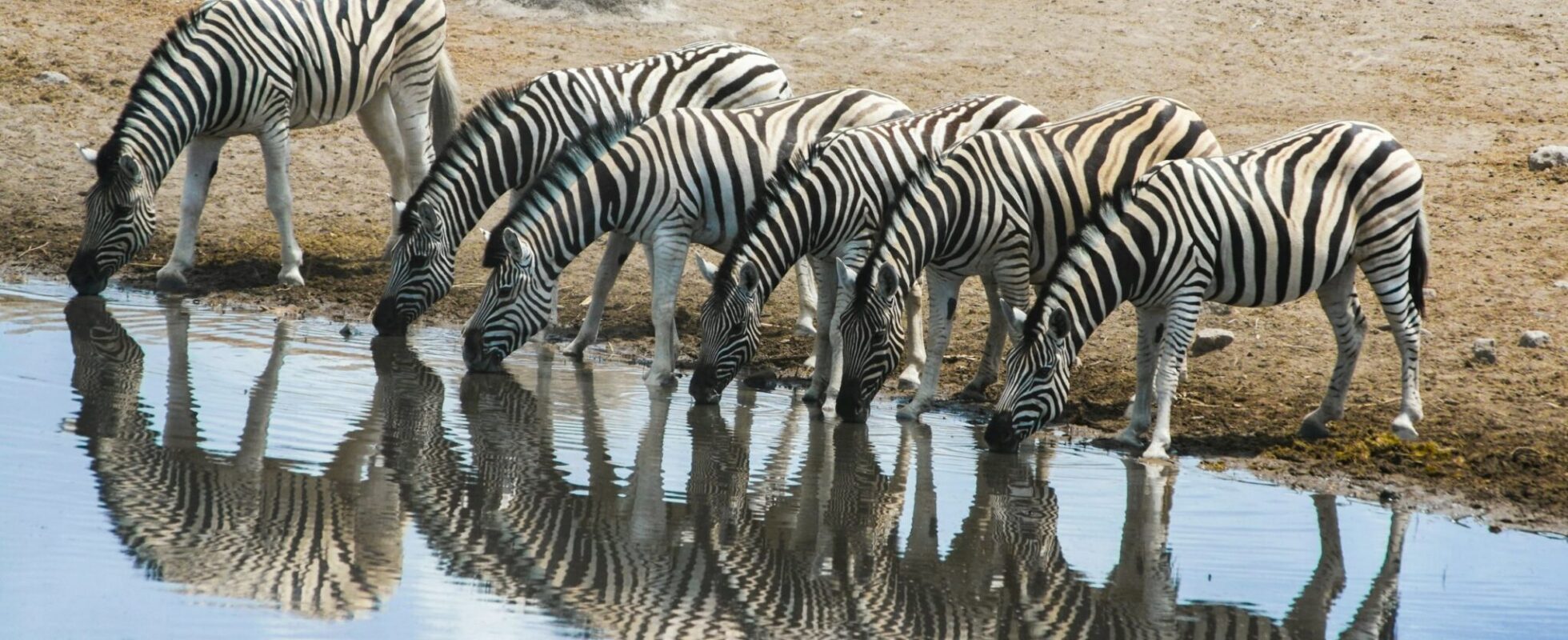Zebra's drinken bij een waterplaats in Etosha National Park in Namibië en worden weerspiegeld in het water