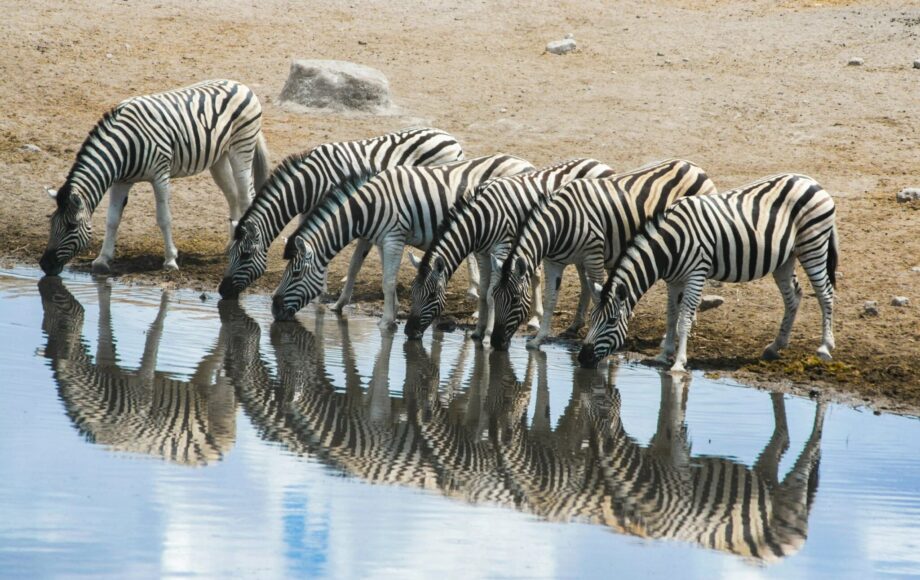 Zebra's drinken bij een waterplaats in Etosha National Park in Namibië en worden weerspiegeld in het water