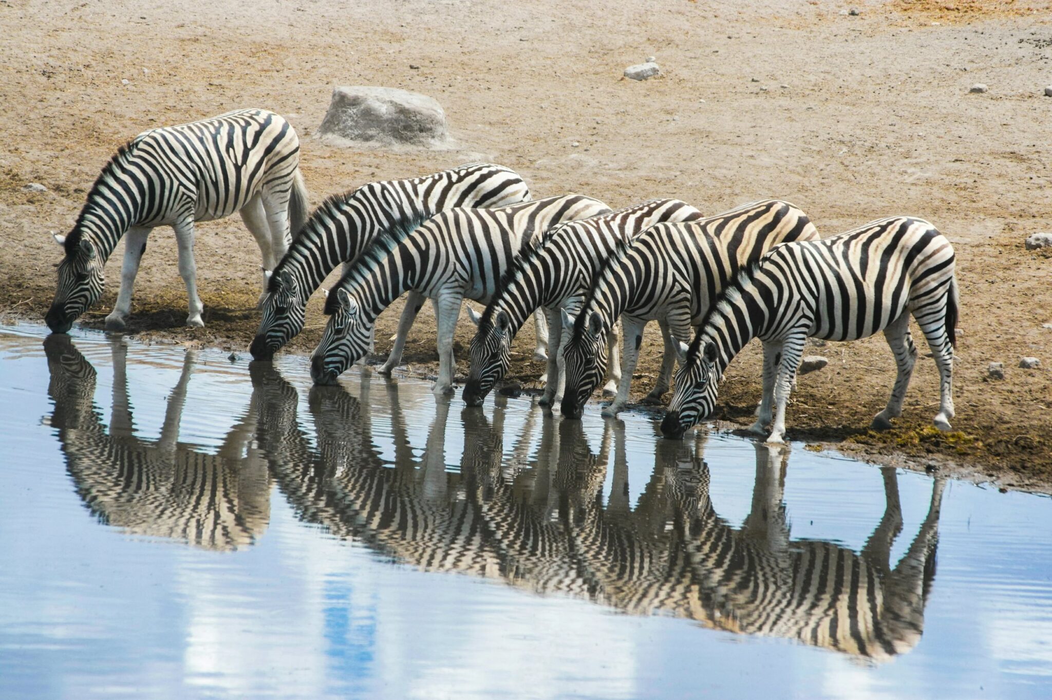 Zebra's drinken bij een waterplaats in Etosha National Park in Namibië en worden weerspiegeld in het water