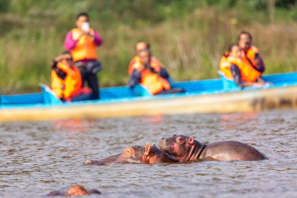 Hippos swimming in Lake Naivasha during a boat safari in Kenya, with visitors observing the wildlife from a small boat in the background.