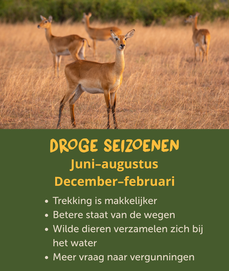 De droge seizoenen in Oeganda lopen van juni tot augustus en van december tot februari en bieden betere omstandigheden voor trekkings en safari’s.