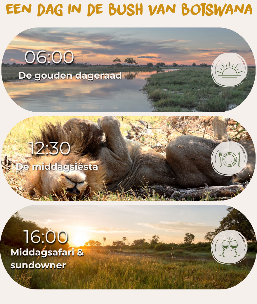 Typisch dagschema voor een safari in Botswana: ochtendactiviteit om 06:00 uur, middagsiësta om 12:30 uur en een middagsafari met sundowner om 16:00 uur
