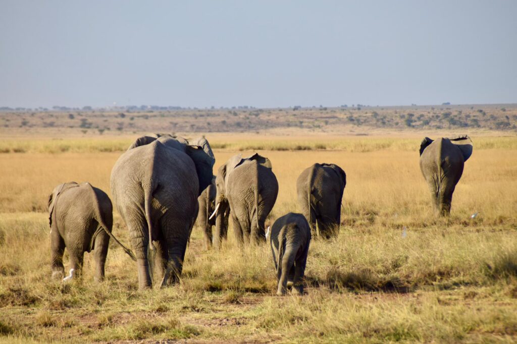 Een kudde olifanten met jonge kalfjes loopt over de open savanne in Kenia.