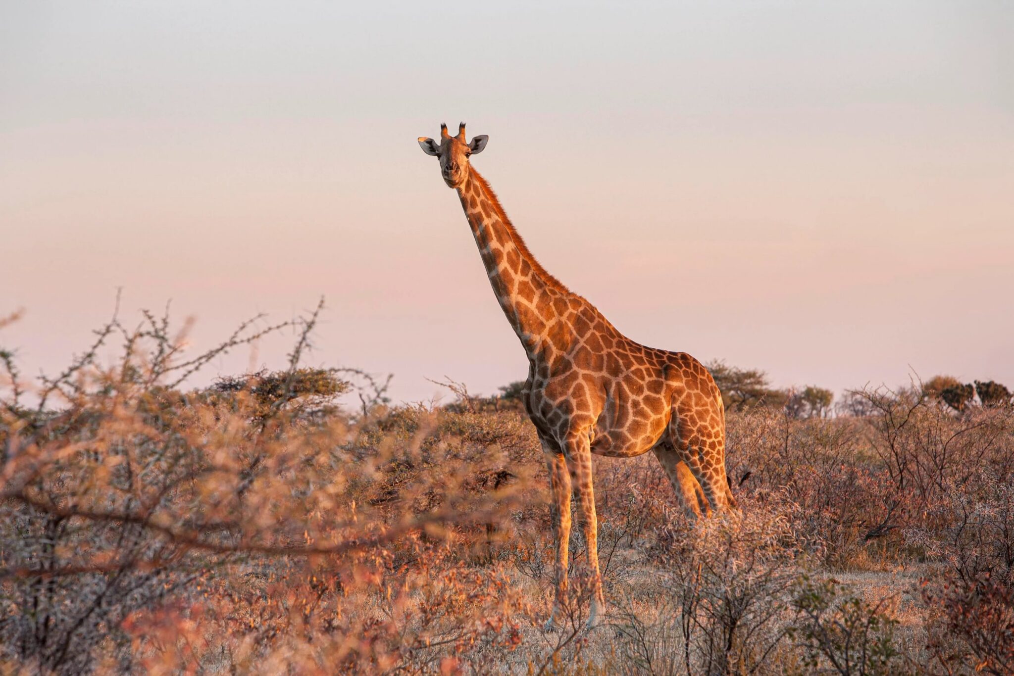 Giraffe in een veld tussen de struiken tijdens zonsondergang in Etosha National Park in Namibië