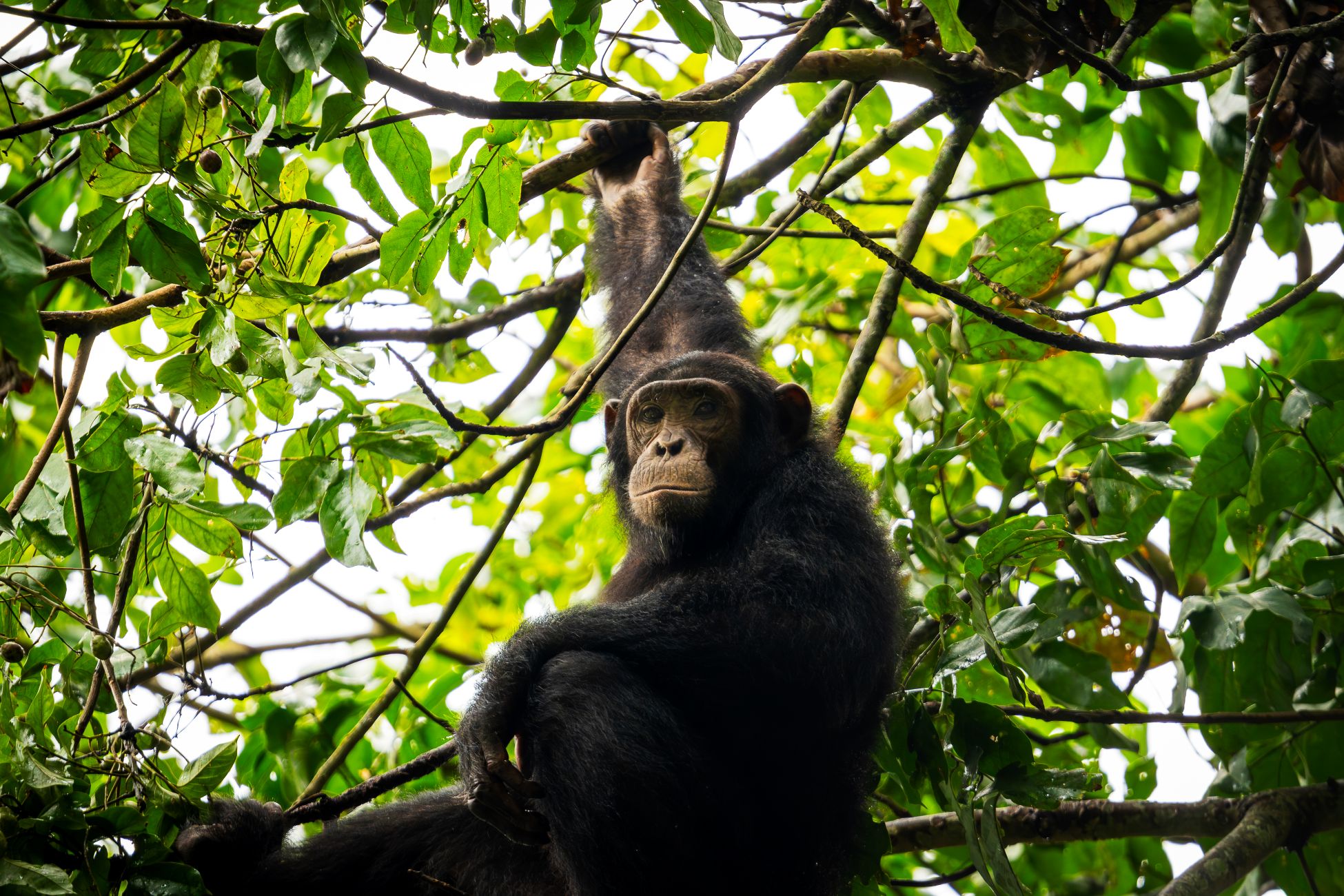 IM_UG_QE_ Chimp trekking_Chimp in tree(6)