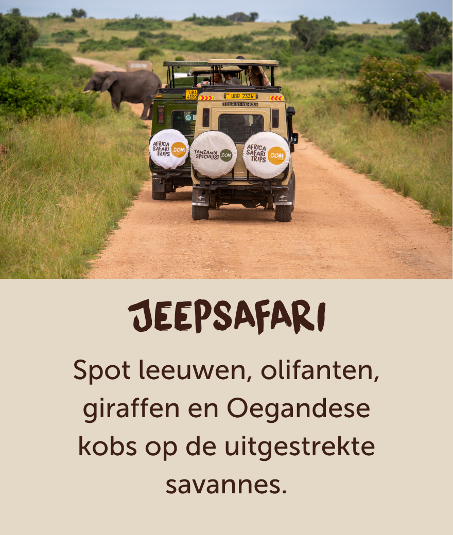 Privé-safarijeep rijdt tijdens een gamedrive in Oeganda langs een olifant.