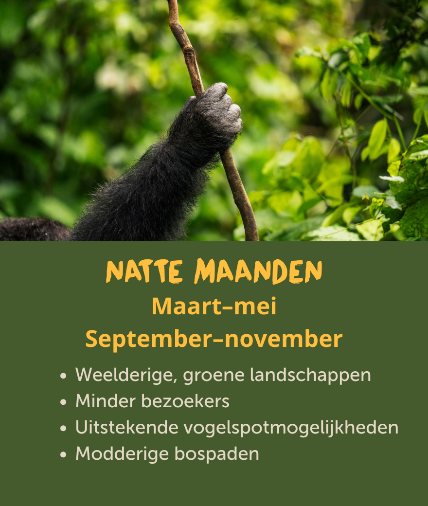 De nattere maanden in Oeganda lopen van maart tot mei en van september tot november en bieden groene landschappen en minder bezoekers.