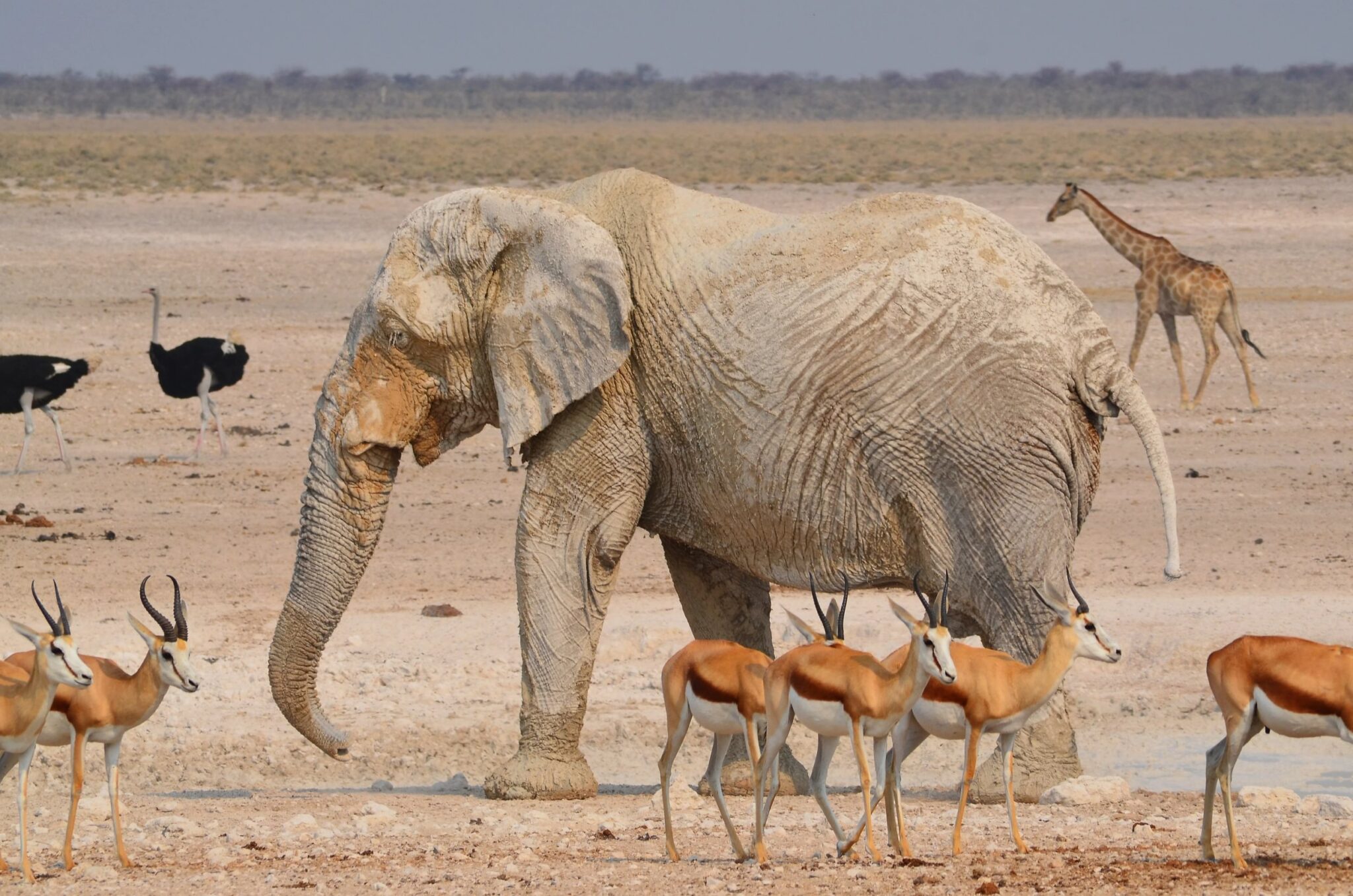 Olifant omringd door springbokken, struisvogels en een giraffe in Etosha National Park in Namibië