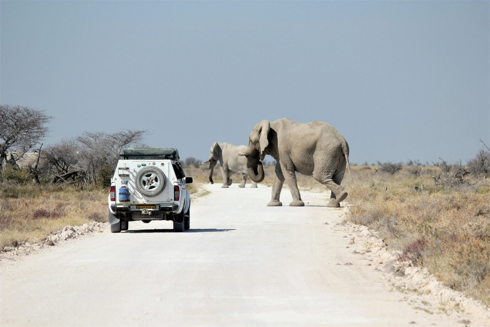 Olifanten steken de weg over voor een safarivoertuig in Etosha National Park in Namibië