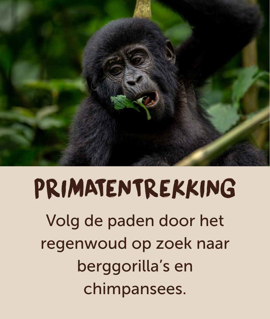 Jonge berggorilla eet bladeren in het regenwoud van Oeganda.