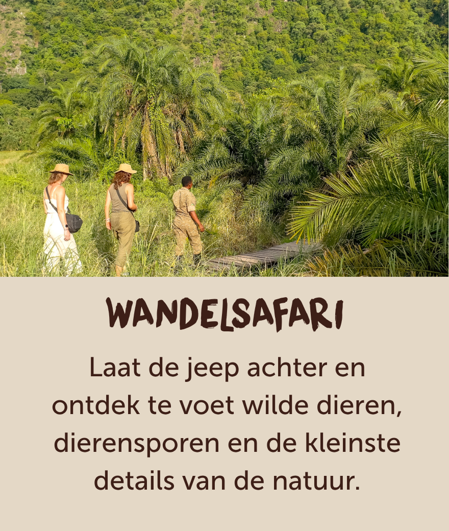 Reizigers verkennen het groene landschap van Oeganda tijdens een begeleide wandelsafari.
